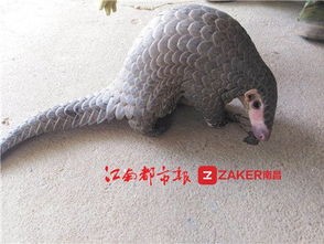 广东穿山甲驮娃出门，自然界的奇妙母爱被镜头捕捉
